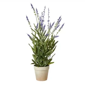Speedtsberg Lavendel i Potte H43 cm
